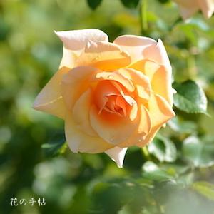 バラ　チェシャー（Cheshire）｜花の手帖のバラ図鑑