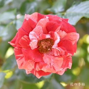 バラ　チョコレートリップルズ｜花の手帖のバラ図鑑