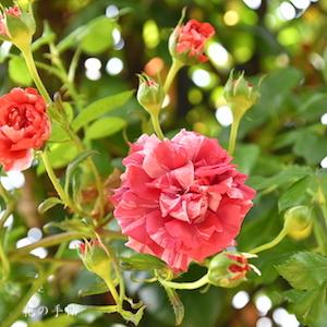 バラ　チョコレートリップルズ｜花の手帖のバラ図鑑