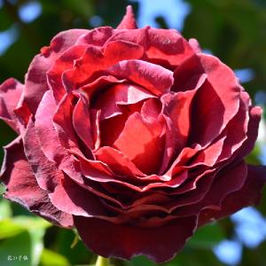 バラ　チョコレート サンデー（Chocolate Sundae）｜花の手帖のバラ図鑑