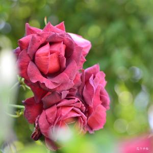 バラ　チョコレート サンデー（Chocolate Sundae）｜花の手帖のバラ図鑑