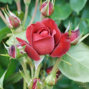 バラ　チョコレート サンデー（Chocolate Sundae）｜花の手帖のバラ図鑑