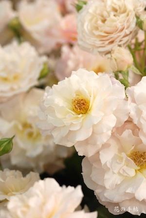 バラ　シュシュ（Chou Chou）｜花の手帖のバラ図鑑