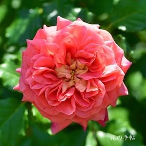 バラ　クリストファー マーロー（Christopher Marlowe）｜花の手帖のバラ図鑑