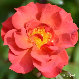 バラ　シンコ デ マヨ（Cinco De Mayo）｜花の手帖のバラ図鑑