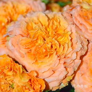 バラ　シンディライオン｜花の手帖のバラ図鑑