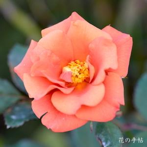 バラ　チョコフィオーレ（Cioccofiore）｜花の手帖のバラ図鑑