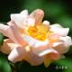 バラ　クレアマーチン｜花の手帖のバラ図鑑