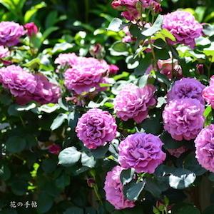 バラ　つる エンジェル フェイス（Angel Face, Cl.）｜花の手帖のバラ図鑑