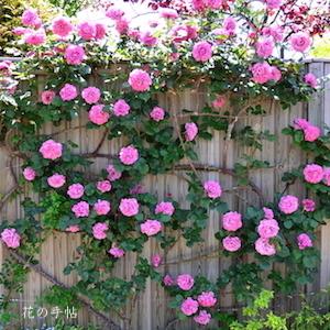 バラ　つる エンジェル フェイス（Angel Face, Cl.）｜花の手帖のバラ図鑑