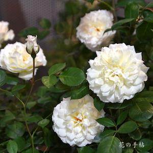 バラ　クラシックチュチュ｜花の手帖のバラ図鑑