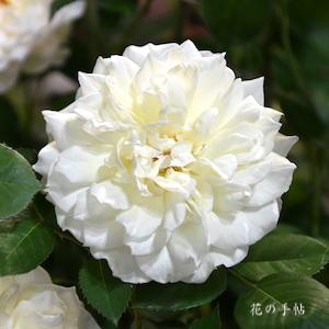 バラ　クラシックチュチュ｜花の手帖のバラ図鑑