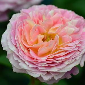 バラ　クロード モネ（Claude Monet）｜花の手帖のバラ図鑑