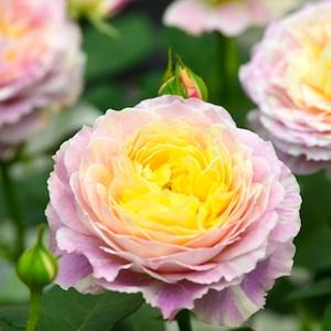 バラ　クロード モネ（Claude Monet）｜花の手帖のバラ図鑑