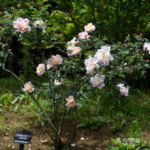 バラ　クラウズグロウス｜花の手帖のバラ図鑑