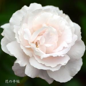 バラ　コンスタンチェ モーツアルト（Constanze Mozart）｜花の手帖のバラ図鑑