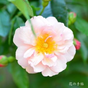 バラ　コーネリア（Cornelia）｜花の手帖のバラ図鑑