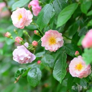 バラ　コーネリア（Cornelia）｜花の手帖のバラ図鑑