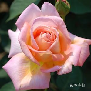 バラ　コンフィダンス｜花の手帖のバラ図鑑