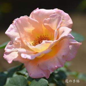 バラ　コンフィダンス｜花の手帖のバラ図鑑