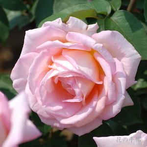 バラ　コンフィダンス｜花の手帖のバラ図鑑