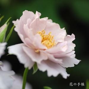 バラ　クチュールローズチリア｜花の手帖のバラ図鑑