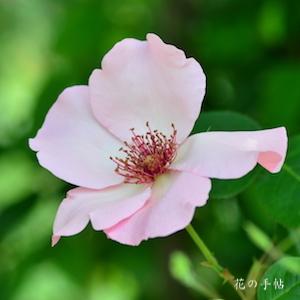 バラ　 ツル デンディベス（Dainty Bess, Cl.）｜花の手帖のバラ図鑑