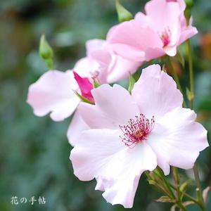 バラ　 ツル デンディベス（Dainty Bess, Cl.）｜花の手帖のバラ図鑑