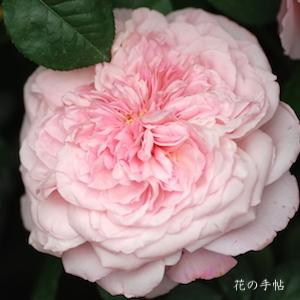 バラ　ダム ドゥ シュノンソー（Dames De Chenonceau）｜花の手帖のバラ図鑑