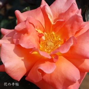 バラ　ダニエル ギラン（Daniel Gelin）｜花の手帖のバラ図鑑