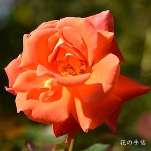 バラ　ダニエル ギラン（Daniel Gelin）｜花の手帖のバラ図鑑