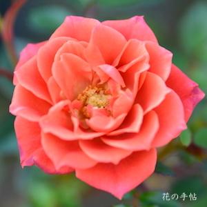 バラ　ダニー ボーイ（Danny Boy）｜花の手帖のバラ図鑑