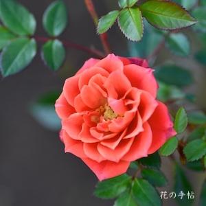 バラ　ダニー ボーイ（Danny Boy）｜花の手帖のバラ図鑑