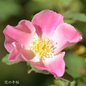 バラ　ダップル ドーン（Dapple Dawn）｜花の手帖のバラ図鑑