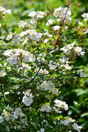 バラ　ダーローズエニグマ｜花の手帖のバラ図鑑