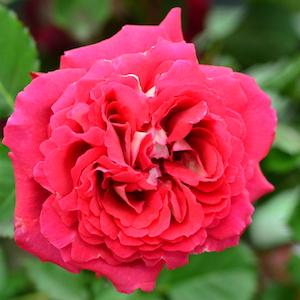 バラ　ドクトゥールマサド（Docteurs Massad）｜花の手帖のバラ図鑑