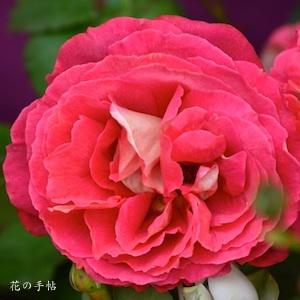 バラ　ドクトゥールマサド（Docteurs Massad）｜花の手帖のバラ図鑑