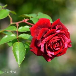 バラ　ディープインプレッション（Deep Impression）｜花の手帖のバラ図鑑