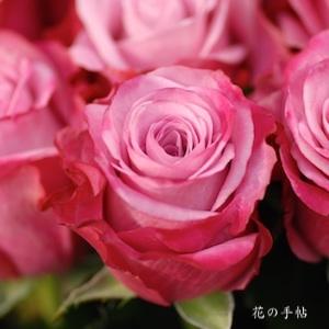 バラ　ディープウォーター（Deep Water）｜花の手帖のバラ図鑑