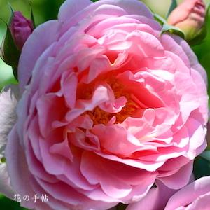 バラ　デリア（Delia）｜花の手帖のバラ図鑑