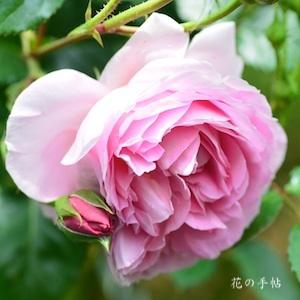 バラ　デリア（Delia）｜花の手帖のバラ図鑑