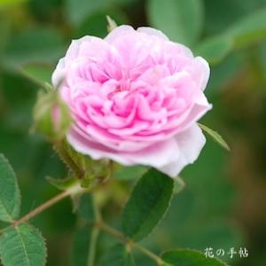 バラ　ドミュー（De Meaux）｜花の手帖のバラ図鑑