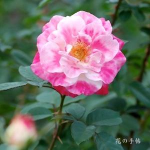 バラ　デスティニィ（Destiny）｜花の手帖のバラ図鑑