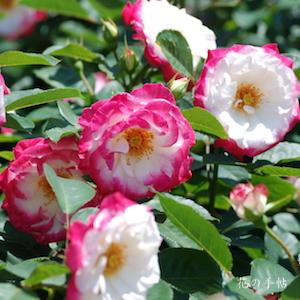 バラ　デスティニィ（Destiny）｜花の手帖のバラ図鑑