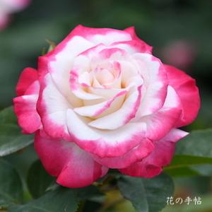 バラ　デスティニィ（Destiny）｜花の手帖のバラ図鑑