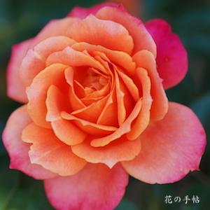 バラ　ディズニーランド ローズ（Disneyland Rose）｜花の手帖のバラ図鑑