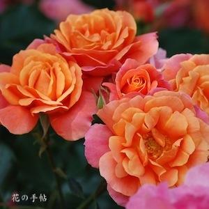 バラ　ディズニーランド ローズ（Disneyland Rose）｜花の手帖のバラ図鑑