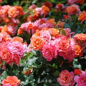 バラ　ディズニーランド ローズ（Disneyland Rose）｜花の手帖のバラ図鑑