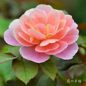 バラ　ディスタントドラムス（Distant Drums）｜花の手帖のバラ図鑑