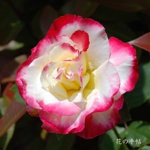 バラ ダブルデライト｜花の手帖の薔薇図鑑